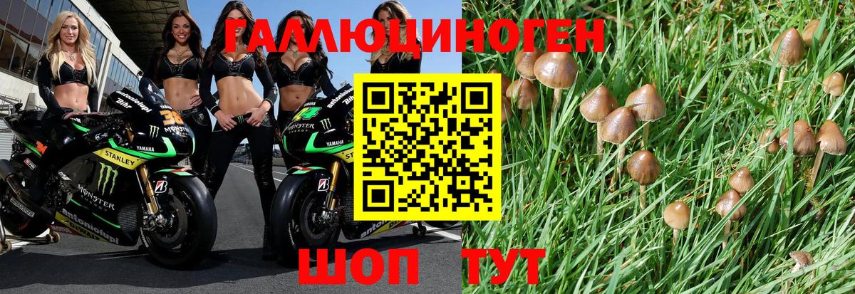 Псилоцибиновые грибы Psilocybine cubensis Кимовск